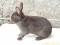 /album/les-races-de-lapins/havane-fran%c3%a7ais-jpg/